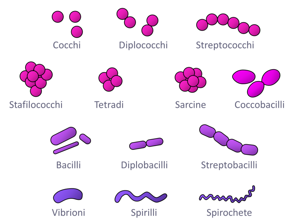 le forme dei batteri