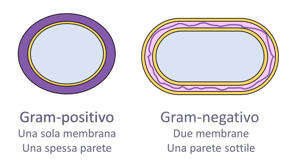 struttura e colori batteri, gram-positivi e gram-negativi